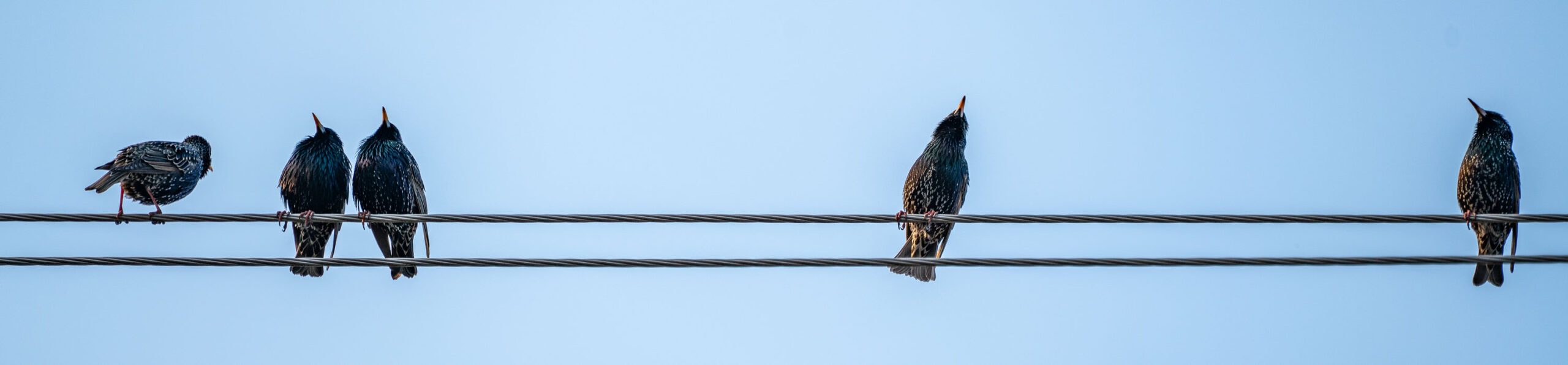 starlings on telephone wire