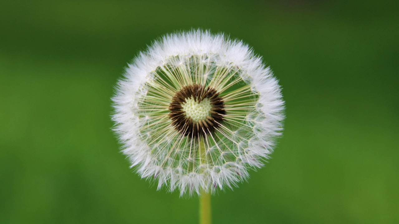 LogoDandelion