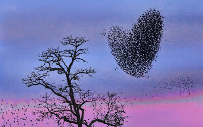 Be a starling