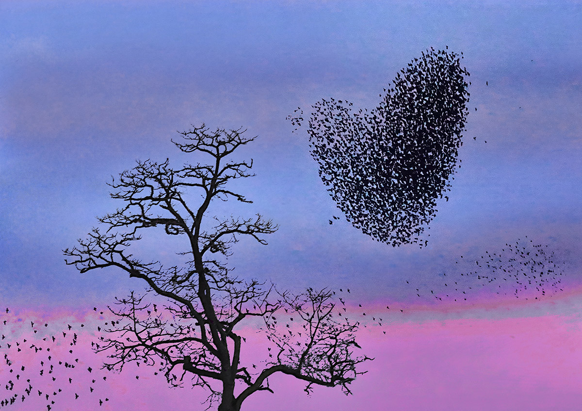 Starlings_HilaryRoberts